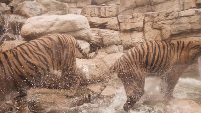 Tigers playing in water pool in captivity