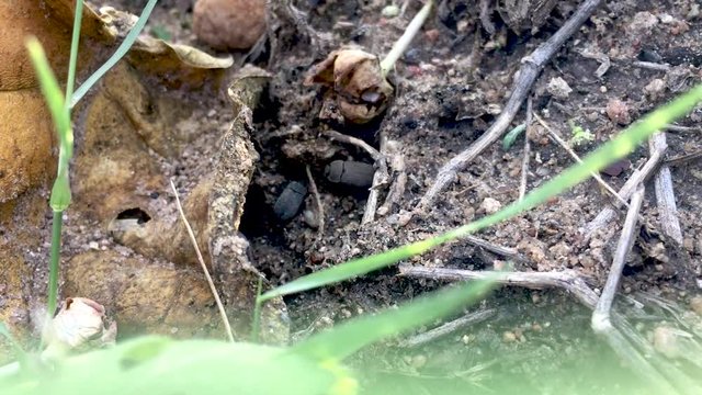 Wireworm adults or larvae or click beetle(Scientific name Melanotus) are relatively common soil pests.