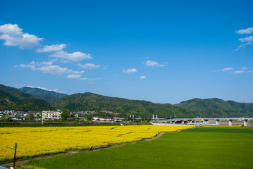 田園