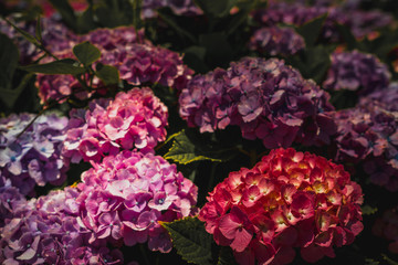 Fototapeta premium Sunny day of hydrengea, Mie, Japan