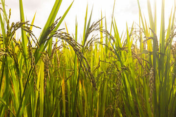 close up rice field