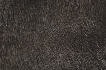 animal fur as background