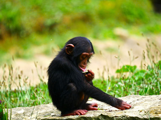 Bébé chimpanzé