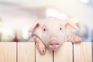 Pig Hanging from a Wooden Fence