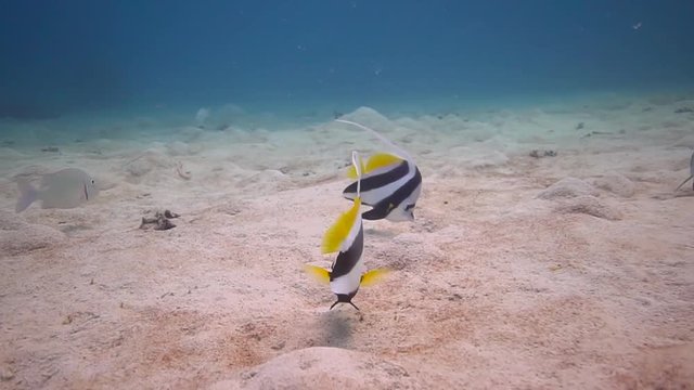 Different species of fish looking for food on the sand.