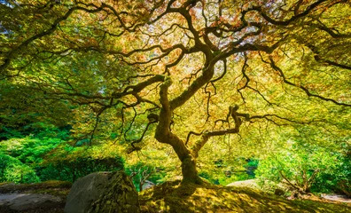 Store enrouleur  tree in Japanese Garden  © Photo168