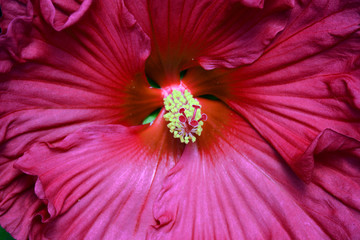 Close up of beautiful deep pink hibiscus flower