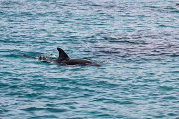 dolphin frolicking in the blue sea in eilat in israel