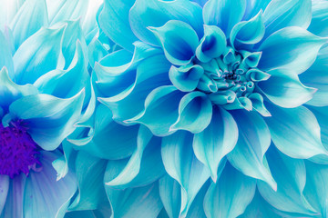 Dahlia petals (Pinnata Cav.)