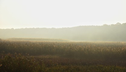 Fototapeta premium Misty morning