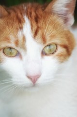 Cat closeup