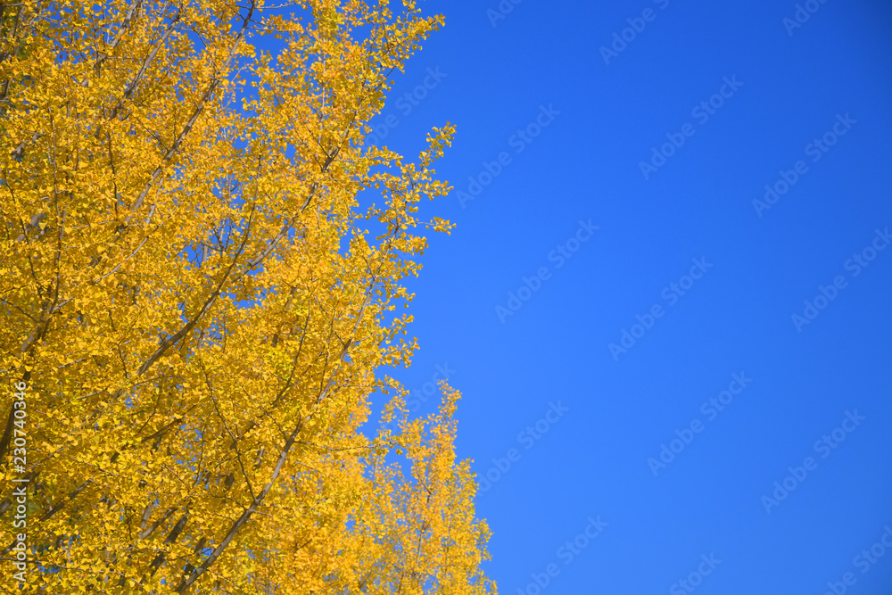 Sticker autumn background with yellow tree and blue sky.
