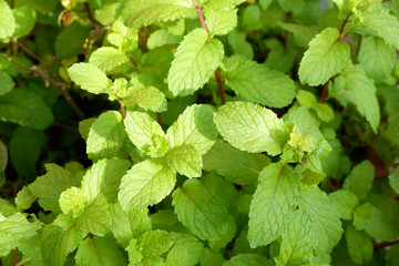 Kitchen Mint or Marsh Mint herb plant in Southeast Asia.