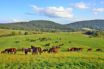 Horses grazing on field over grass, Low Beskids (Beskid Niski), Poland - obrazy, fototapety, plakaty