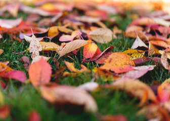 colorful leafs on the floor during autumn