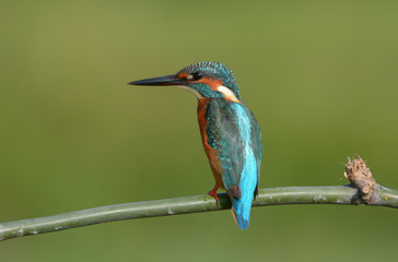 Common kingfisher, a little kingfisher bird
