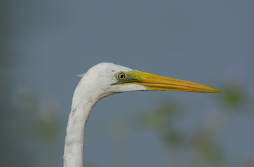 Head shot of Great egret