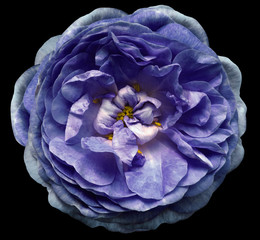 Obraz premium Violet flower of a tea rose with yellow stamens on an isolated black background with clipping path. Closeup no shadows. For design. Nature.