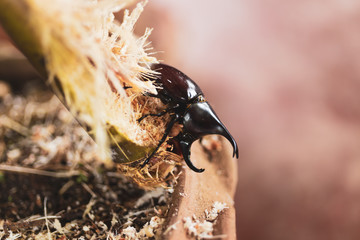 Beetles are eating sugarcane.