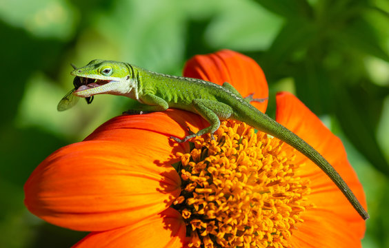 Green Anole or Carolina anole lizard preying on Mexican sunflower with a fly in the mouth. 