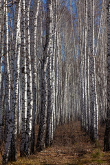 Fototapeta premium Birch autumn forest in autumn on a sunny day.