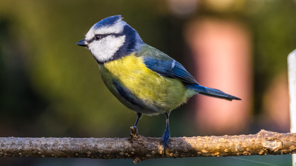 Blue tit in our garden