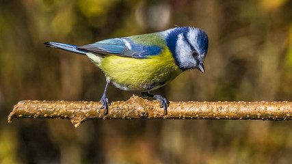 Blue tit in our garden