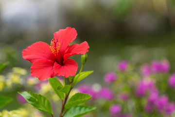 Red hibiscus flower on blurred green background with bokeh. Russia, Sochi.
