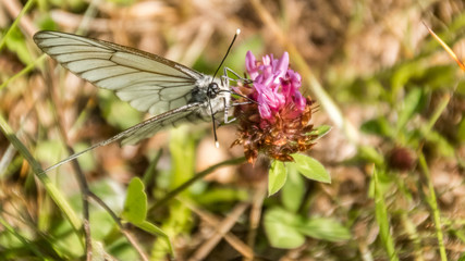 Black-veined white butterfly macro on flower