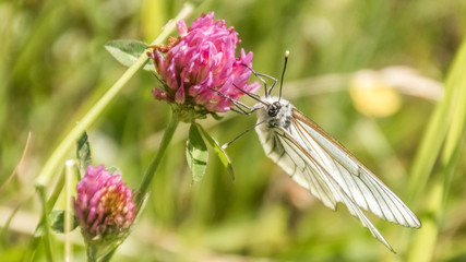 Black-veined white butterfly macro on flower