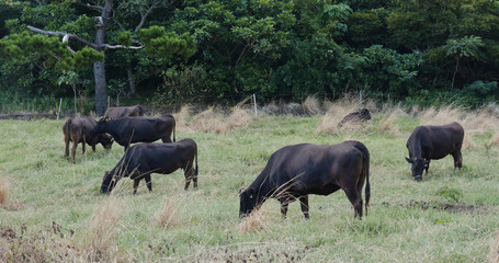 Cow pasture in ishigaki island of Japan