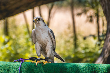 Bird of prey standing