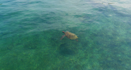 Naklejka na ściany i meble Turtle swim in sea