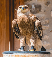Bird of prey standing
