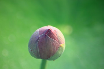 Pink lotus in the pond,Lotus bud and lotus leaf.