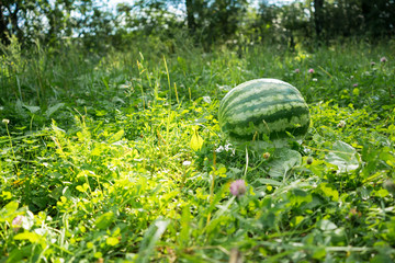 watermelon lying on the green grass