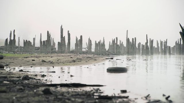 slow motion footage of Crow landing on a wooden stump in the distance on a foggy riverside
