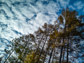 秋の空 秋の雲 カラマツ