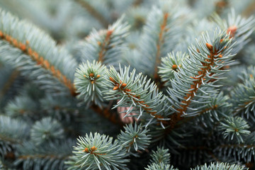 Young decorative blue spruce. Needles of blue spruce close-up. Texture. Natural blurred background.