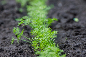 Carrots growing in the garden. Selective focus. Shallow depth of field.