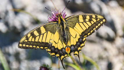 Swallowtail butterfly on flower macro