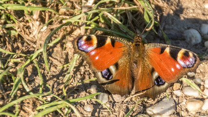 Peacock butterfly macro on stones