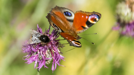 Peacock butterfly macro on flower with a fly next to it