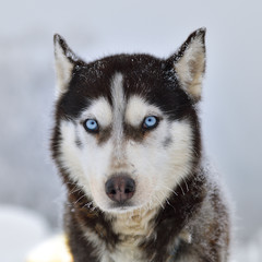 Sled dogs cup, nice dogs, nice faces