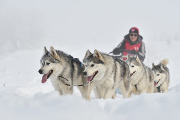 Sled dogs cup, nice dogs, nice faces