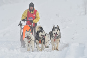 Sled dogs cup, nice dogs, nice faces