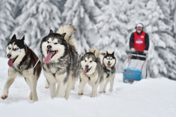 Sled dogs cup, nice dogs, nice faces