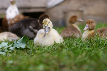 Young ducklings, duck family. Poultry yard.