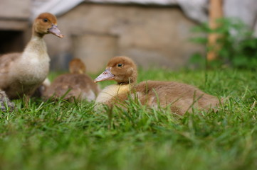 Young ducklings, duck family. Poultry yard.