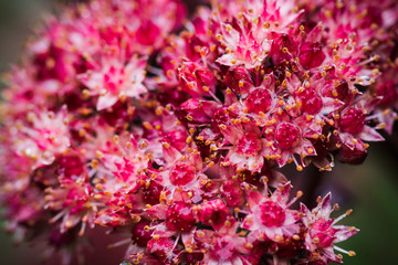 Sedum prominent (Sedum spectabile) in the garden. Shallow depth of field.